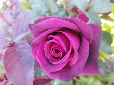 Садовые цветы и кустарники: Садовые розы — срезочные и для посадки Описание: - Разновидности — 12