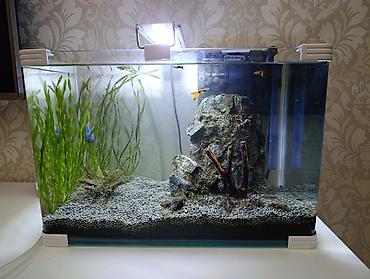 quppi baliqlari: Dördbucaq akvarium, Balıqlarla birlikdə, 30 l, Ünvandan götürmə — 1