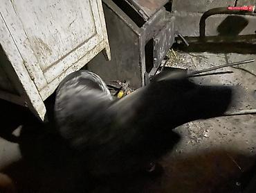 Отдам даром собаку: Собака даром: Кокер-спаниель, 10 месяцев, Самка, С родословной — 7