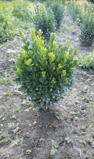 Şitillər: Dekarativ agaclarin satiwi istenilen novde istenilen olcude var elave — 17