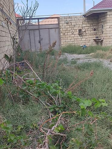 Torpaq sahələrinin satışı: Tikinti, Kupça (Çıxarış) -da lalafo.az — 13 Torpaq sahələrinin satışı: Tikinti, Kupça (Çıxarış) — 13