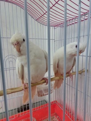 yanaqsız karella: Albinos Yanaqsız Karela 1 yaşları var cütlər. cütü 200azn Xayiş