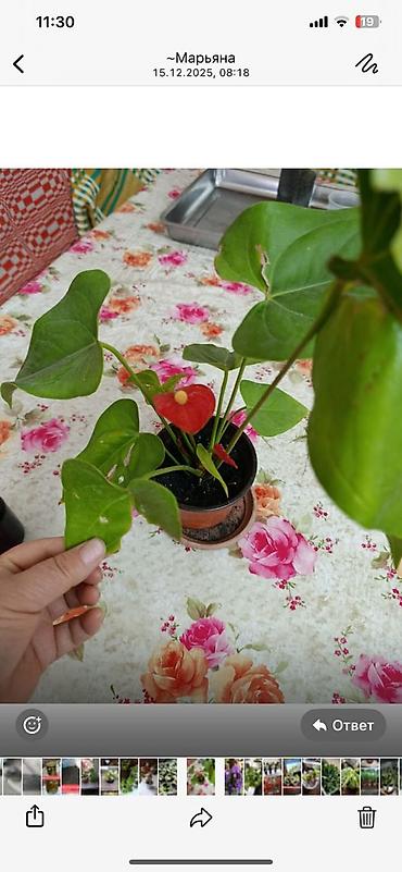 Фикусы: Комнатные растения — коллекция укоренённых саженцев и деток - Фикусы — 14