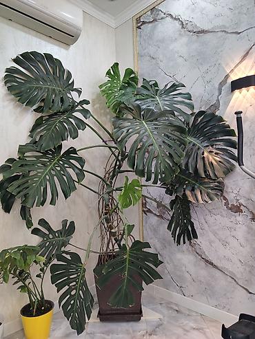 Монстеры: Монстера делициоза (Monstera deliciosa) крупного размера в напольном — 1