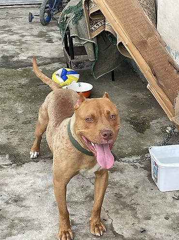 pitbul satanlar: Pitbul, 1 il, Erkək, Peyvəndli — 2