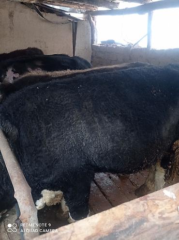 Коровы, быки: Продаю | Бык (самец) | Полукровка | На откорм | Племенные at lalafo.kg — 3 Коровы, быки: Продаю | Бык (самец) | Полукровка | На откорм | Племенные — 3