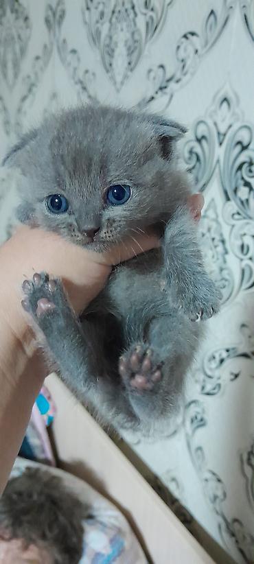 британцы котята: Британские короткошёрстные котята, окрас голубой (серый). - Возраст — 1