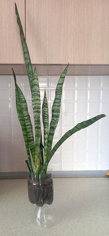 Sansevieria (Qayın dili) – dekorativ otaq bitkisi - Növ: Sansevieria