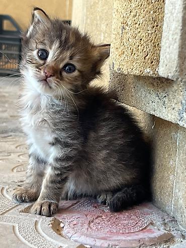 qarğa balası satılır: Balaca pişik balası – tüklü və mehriban dost - İtinayla böyüyən, çox — 1