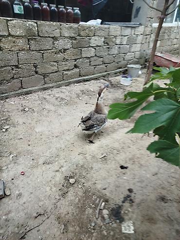 qaz quş: Satış üçün qaz - Növ: ehtimalən Asiya qozboğan/şiş dimdikli — 2