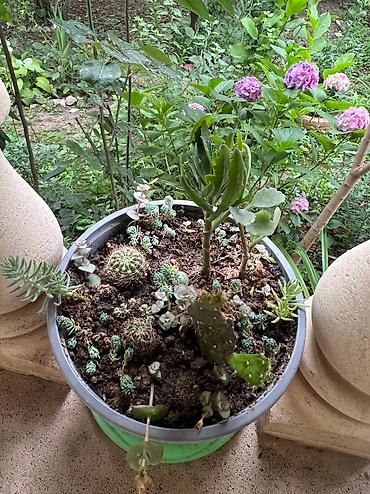 Otaq bitkiləri: Her cure guler var veregliyin baxin ancag xanimlara satiş olur Gencedi — 22