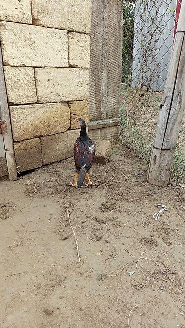 heyrati balasi: Heyratı cinsi saf qan iyulun 29 çıxan cücələrdi güclü təpikləri var — 3