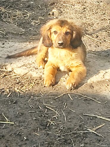 сколько стоят собаки шпиц: Собака даром: 3 месяца, Самка, С прививкой