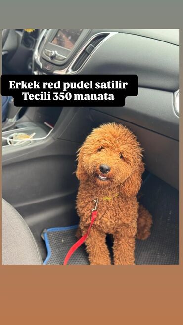 it satisi 2021: Pudel, 11 ay, Erkek, Peyvəndli, Ünvandan götürmə, Pulsuz çatdırılma, Ödənişli çatdırılma