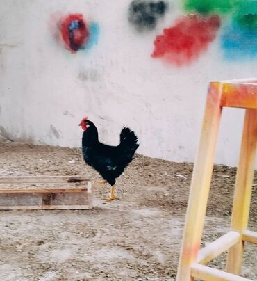 Xoruzlar: Xoruzlar her növde var qiymetler 15,17,20,25, ve 70azn çatdirilmada — 5