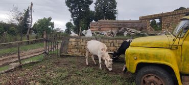 Inəklər, öküzlər: Dişi, il: 2, 250 kq, Südlük — 8