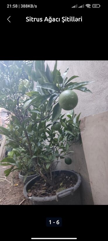 Digər bitkilər: Məhsul: Sitrus ağacı şitilləri - Növ: qabda yetişdirilən sitrus