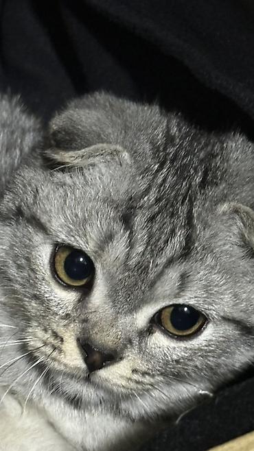Продажа кошек: Шотландский вислоухий котёнок (Scottish Fold), серебристо-шиншилловый — 1