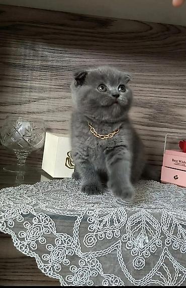 Кошки: Шотландская вислоухая — 1