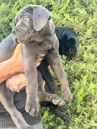 İtlər: Kane-Korso, 2 ay — 1