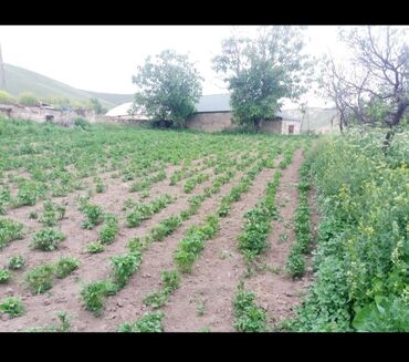 Bağ evlərinin satışı: Şəmkir, 100 kv. m, 3 otaqlı, Qaz, İşıq, Su -da lalafo.az — 7 Bağ evlərinin satışı: Şəmkir, 100 kv. m, 3 otaqlı, Qaz, İşıq, Su — 7