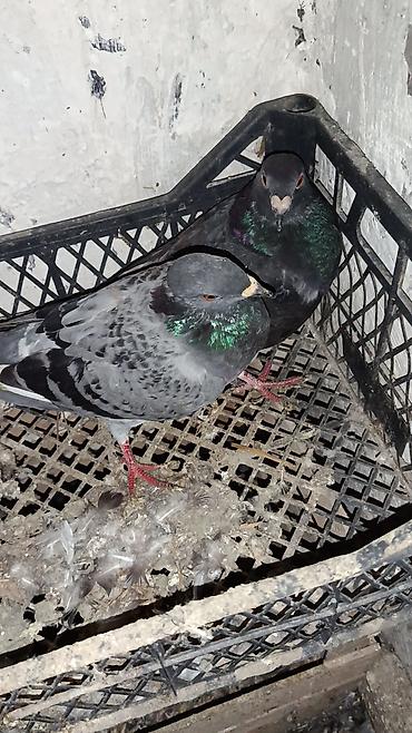 goyunlar: Sabah. 12 dənə drakonlardı 5cüt 2ədəddə cüt olmayan 1ağ. 1 göy — 8