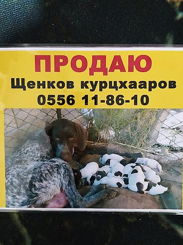 Иттер сатылат: Щенки курцхааров (немецкая короткошерстная легавая). - Охотничья — 1