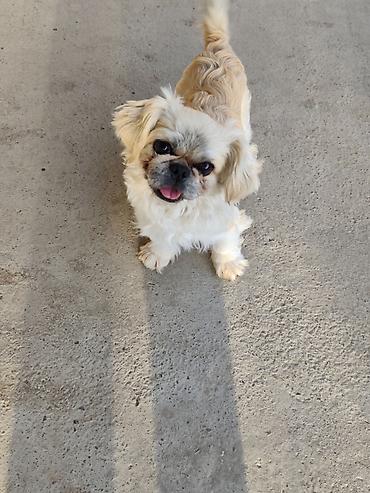 İtlər: Pekines, 1 il, Erkek — 1