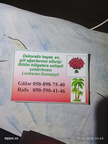 Çöl bitkiləri: 050 898'75'40 📲 050 590 41 46 🪴Hərnöv🪻güllerin🌴Ağaclərin Sifarişi🌲 — 24