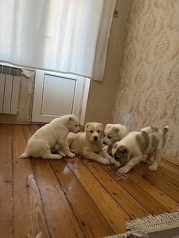 ucuz ev iti: Alabay, 2 ay, Peyvəndli, Rayonlara çatdırılma — 2