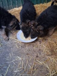 русский охотничий спаниель: Щенки немецкой овчарки возраст 3 месяца. цена 8000