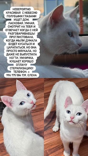 бархатные котята: 2 месяца, Мальчик — 2