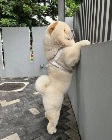 Psi: Chow chow-cau cau! stenad najlepsi poklon otac m- lav chsrb 3x caca — 9