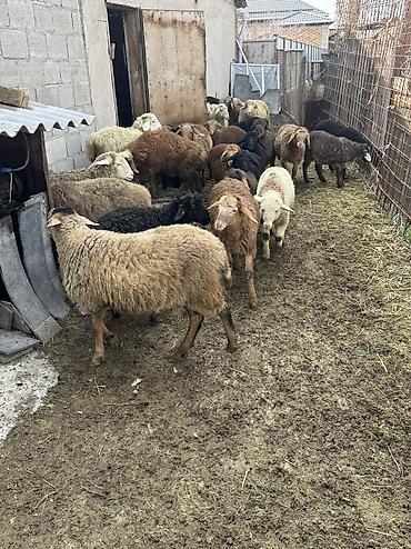 Баран, овца: Продаю | Овца (самка), Ягненок, Баран (самец) | Гиссарская, Полукровка, Меринос | На забой, Для разведения, Для шерсти | Племенные, Кастрированные, Осеменитель — 19