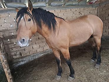 Лошади, кони: Продаю | Жеребец | Рабочий — 5