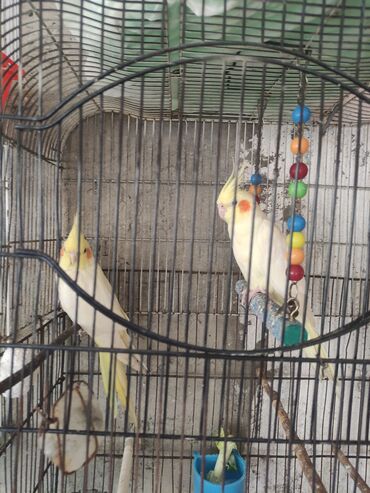 Tutuquşları: Korella 40-70 azn əl quslari bala hazir quslar tutuqusu quslar papuqay — 21