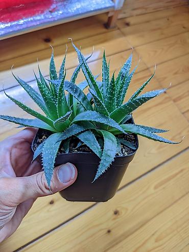 otaq bitkiləri: Aloe Aristata. Tam sağlam, problemsiz. Baxımı çox sadə. Torpaq — 4