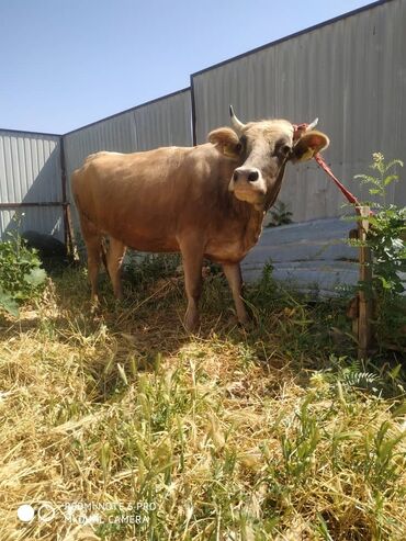 коровы бычки: Продаю | Корова (самка) | Алатауская | Для разведения, Для молока | Стельные
