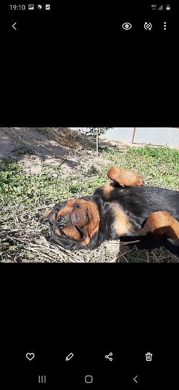 Вязка собак: Вязка: Ротвейлер, Самец, 5 лет — 4