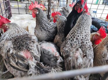 курицы: Барковская барвистая куры годовалые есть несколько штук в Линке куры