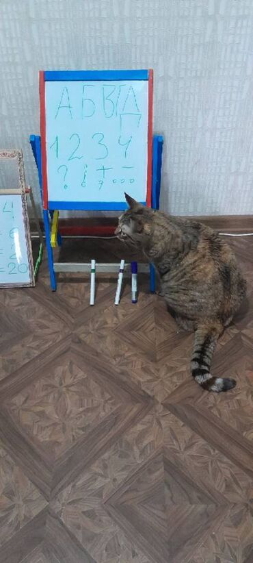 Другие товары для детей: Обучающая доска - интересная развивающая многофункциональная игра как — 7