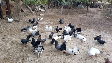 Göyərçinlər: Məhsul: müxtəlif növ ev göyərçinləri Təsvir: - Rənglər: ağ, qara — 8