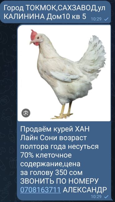 куплю куры несушки в бишкеке: ТОКМОК ПРОДАЁМ КУРЕЙ (ХАН ЛАЙН СОНИ)возраст полтора года,несуться 70%