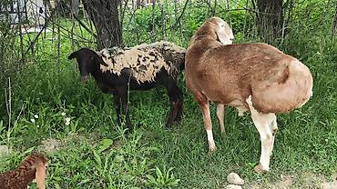 кошки в бишкеке: Продаю | Овца (самка) | Эдильбаевская | Для разведения | Матка — 7