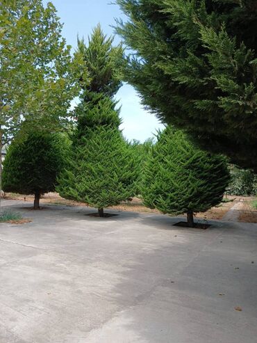 Həyət evləri və villaların satışı: Buzovna 8 otaq, 500 kv. m, Yeni təmirli — 6