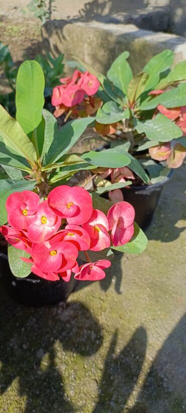 taxta polun qiymeti: Məhsul: Euphorbia milii (Tikanlı tac, Crown of Thorns) –