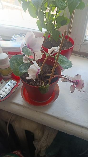 Другие комнатные растения: Элегантное домашнее растение с длинными побегами и глянцевыми зелеными — 11