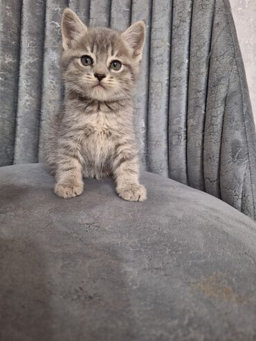 pişik bala: Erkək