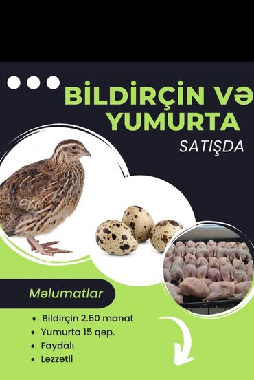 Tutuquşları: Satılır
Çəki: 270-330 
Qiymət: 3 AZN
ünvan:Masalıı