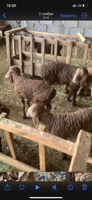 Бараны, овцы: Продаю | Ягненок | Арашан | Для разведения | Племенные at lalafo.kg — 10 Бараны, овцы: Продаю | Ягненок | Арашан | Для разведения | Племенные — 10